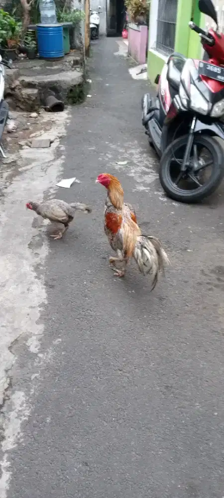 Ayam Birma telor biru