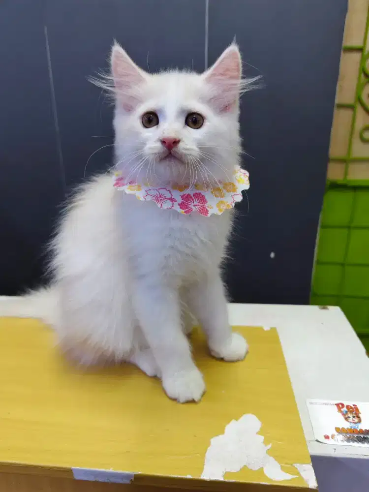 Kitten mainecoon jantan