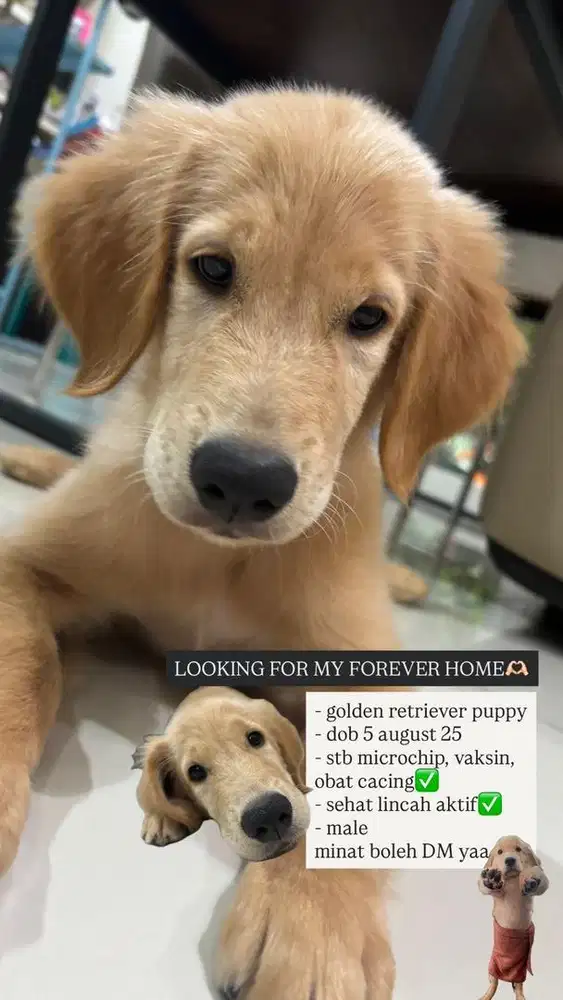 Golden retriever puppy butuh majikan