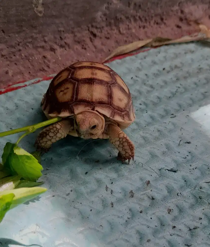 Sulcata anakan lucu imut