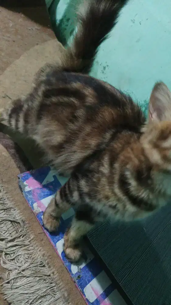 Persia jantan tiga warna