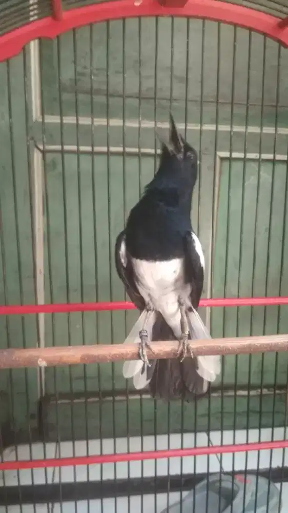 Burung kacer lokal gacor fulll vol keras