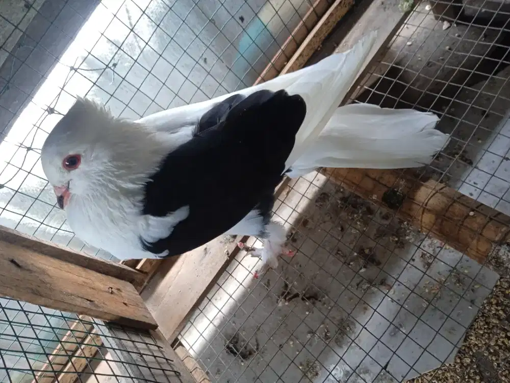 Merpati jantan warna unik