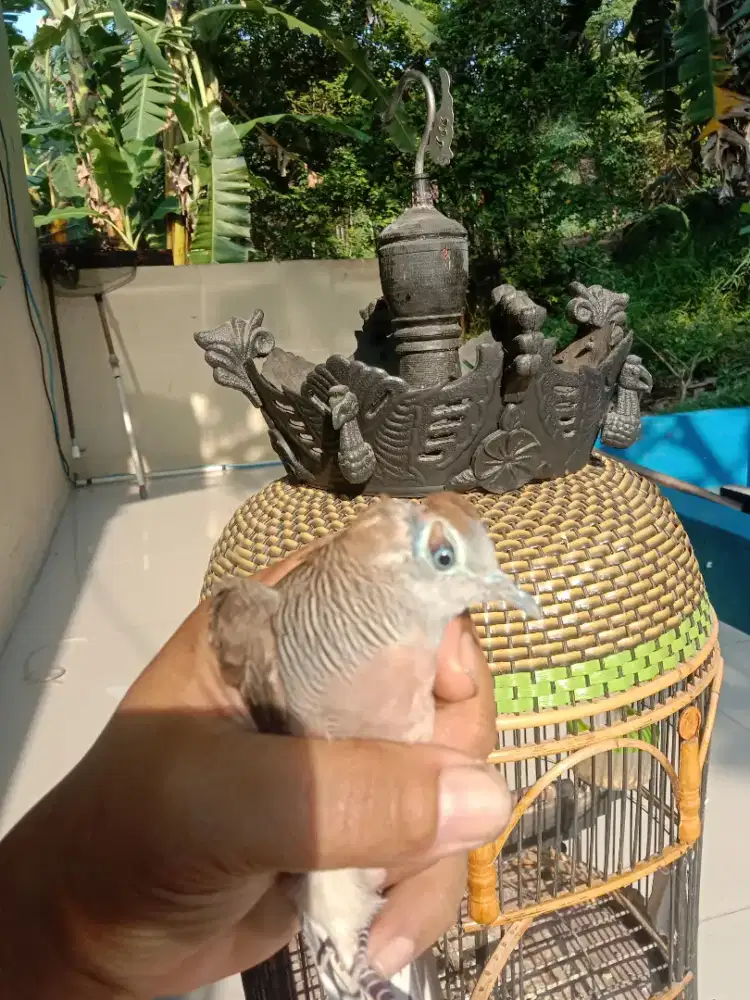 Peekutut lokal alam unik