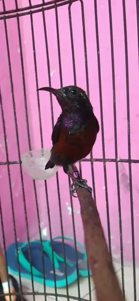 Burung kolibri ninja gacor