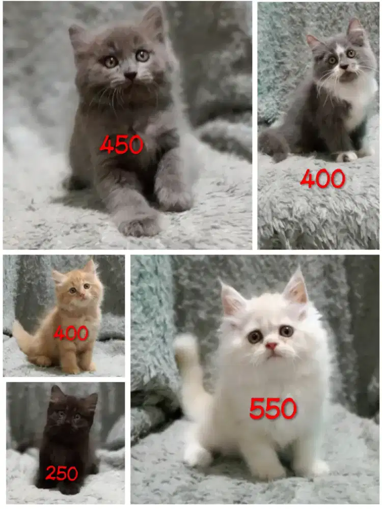 Kucing persia gimbul