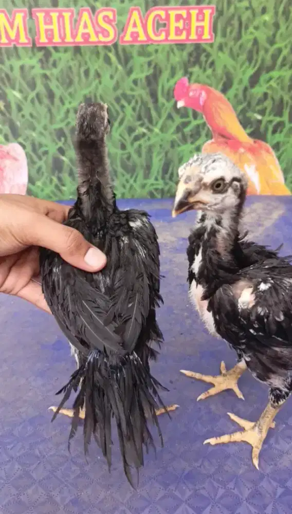 Ayam aseel parrot ori