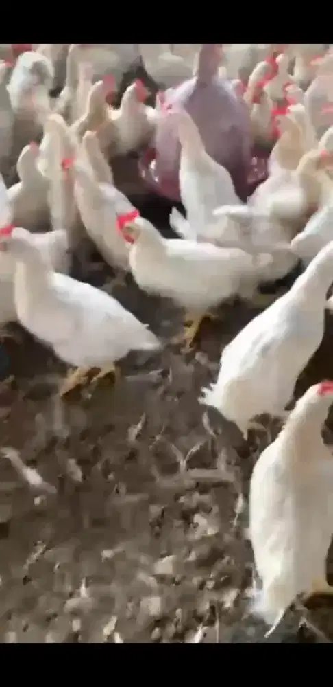 Menyediakan AYAM DAN BEBEK FRESS