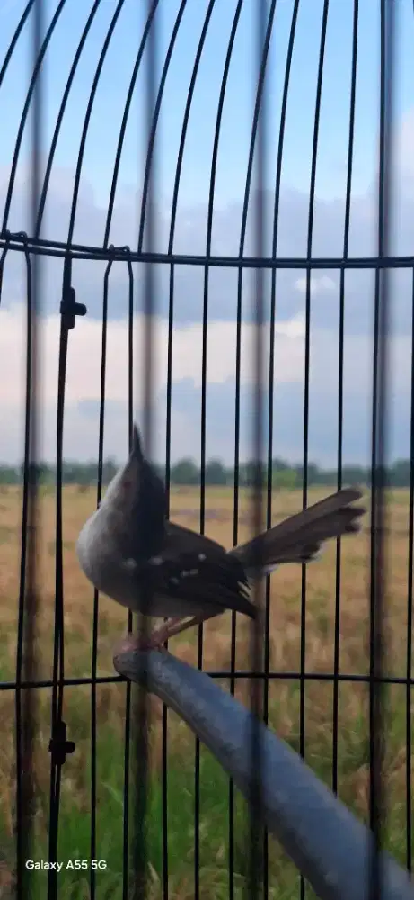 Burung ciblek kristal