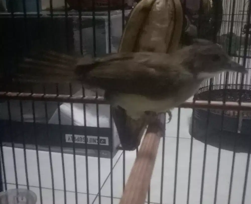 Cucak jenggot Jawa gacor