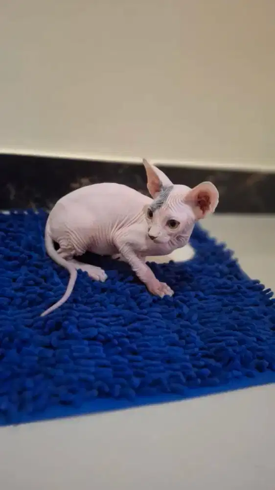 Kucing  anakan sphynx jantan