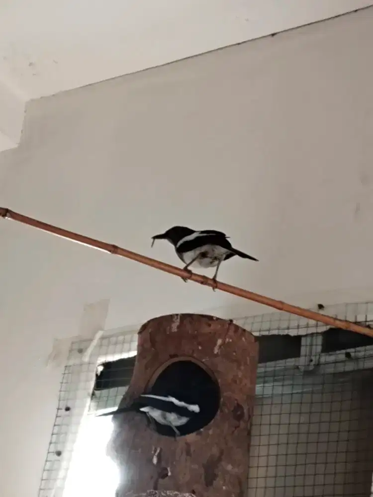 Jual burung hitam putih sepasang dh produksi lancar mtp buat ATM