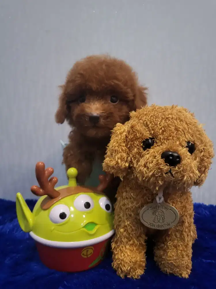 Super tiny red poodle high quality