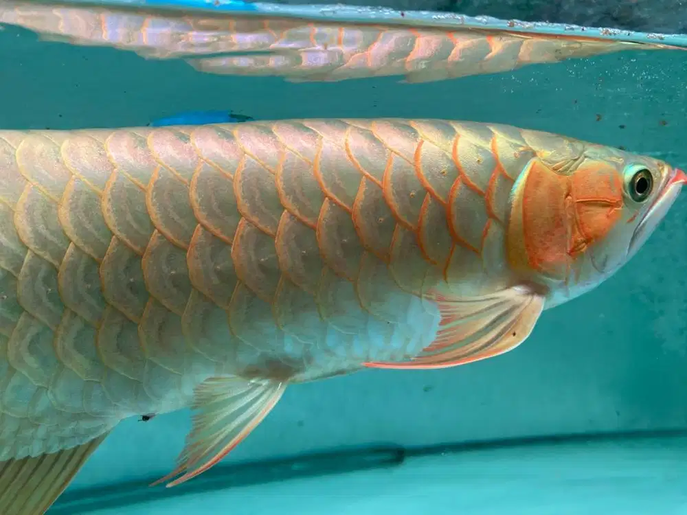 Ikan arwana cakep mantap size 40cm