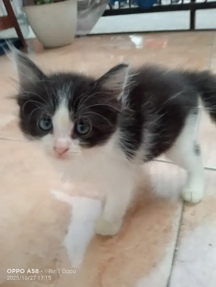 Lepas adop peranakan persia