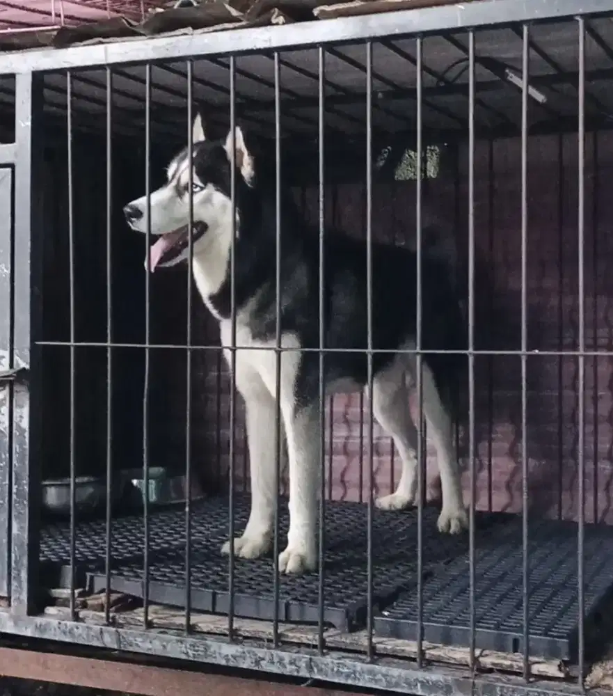 Siberian Husky Jantan