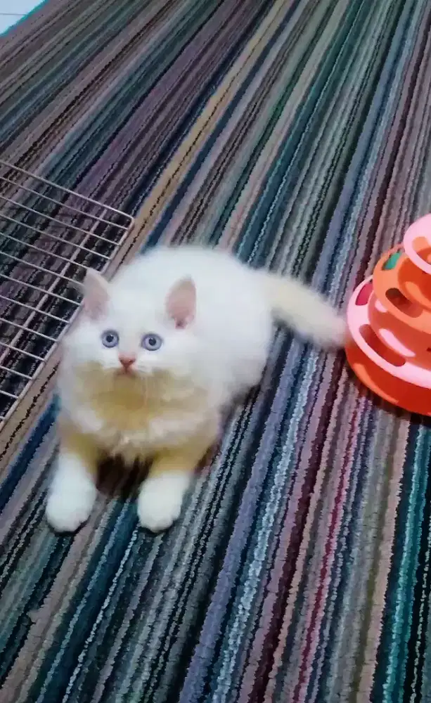 Kucing Persia Himalaya Red Point