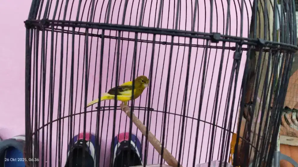 Burung kenari gacor bon simetris