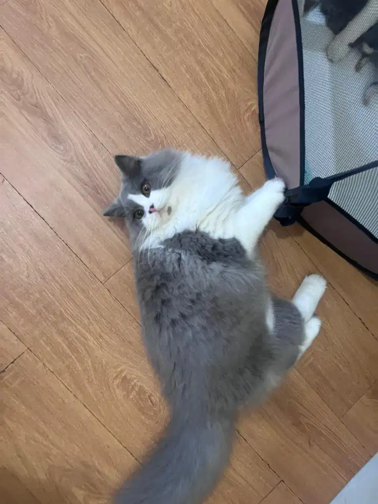 Kitten British Longhair Bicolor Langka