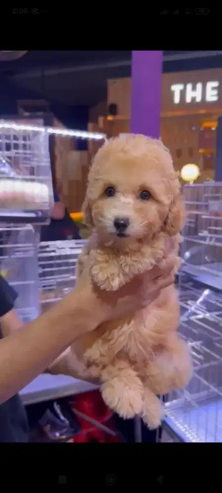 Jual anak anjing Poodle ( Poodle Puppy)