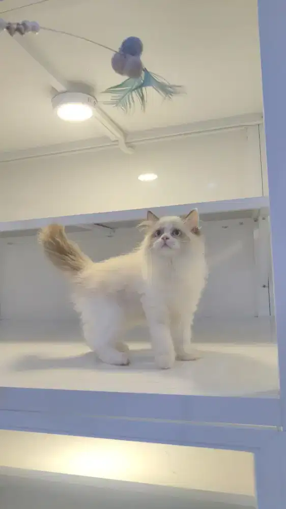 Kucing kitten ragdoll betina