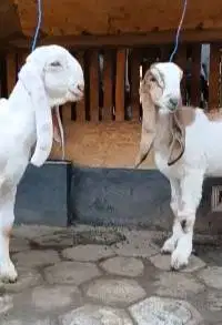 sepasang bibit anakan kambing etawa 4 bulanan 1 jantan 1 betina super