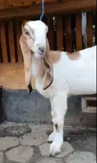 sepasang bibit anakan kambing etawa 4 bulanan 1 jantan 1 betina super