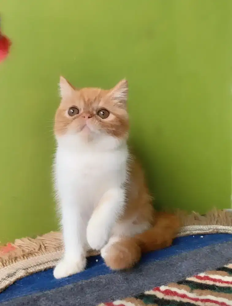 kitten peaknose exotic #kucingpersiapeaknose