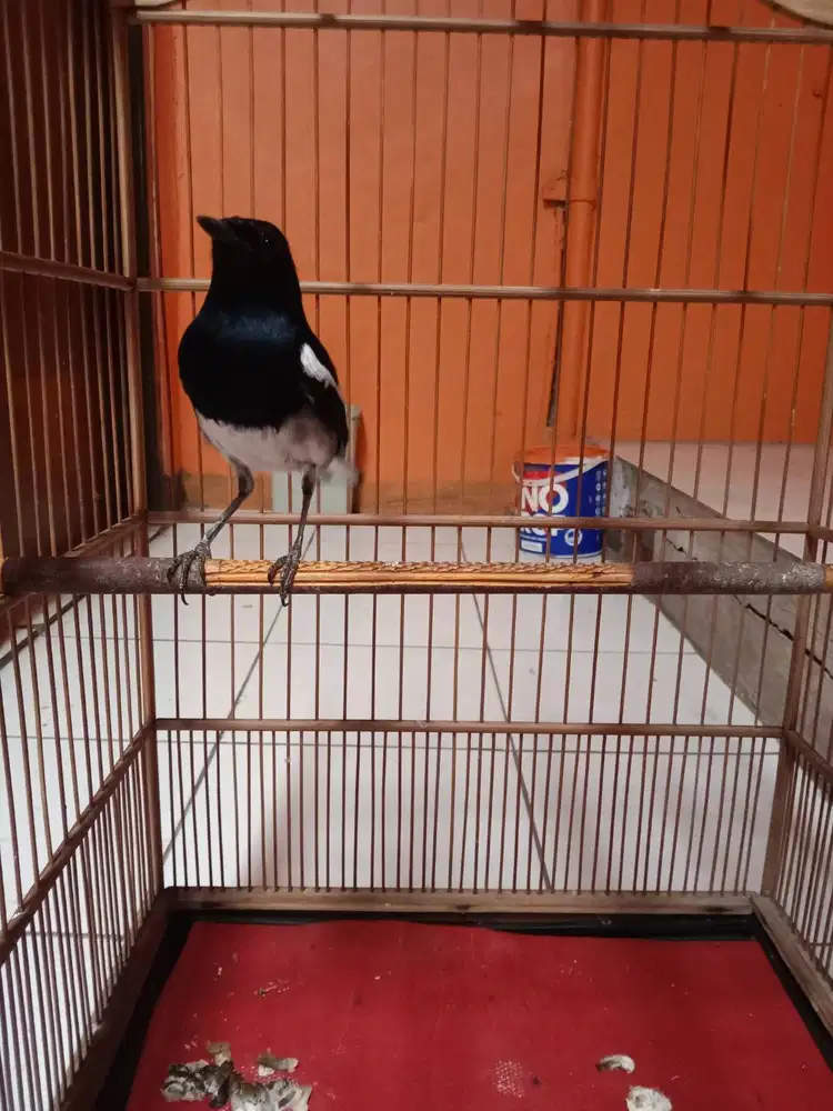 burung kacer fullset