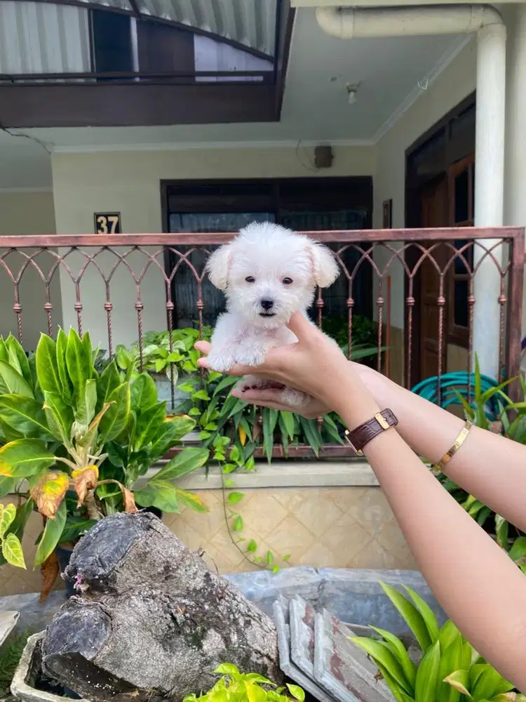 Teacup maltipoo jantan lucu