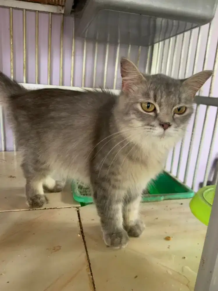 Kucing Bsh x Bsh Munchkin Anak Kucing Bsh