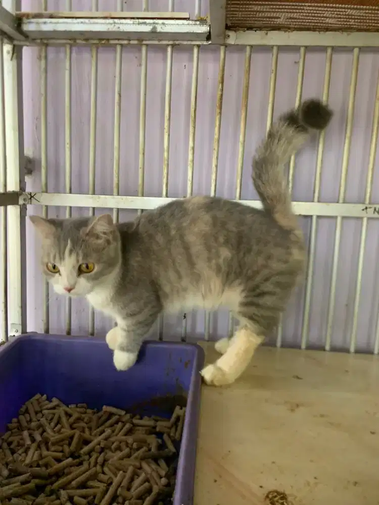 Bsh Munchkin Betina Birahi