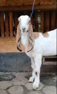 sepasang anakan kambing etawa super 4 bulanan 1 jantan 1 betina manteb