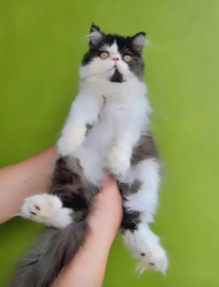 kitten peaknose kucing persia peaknose