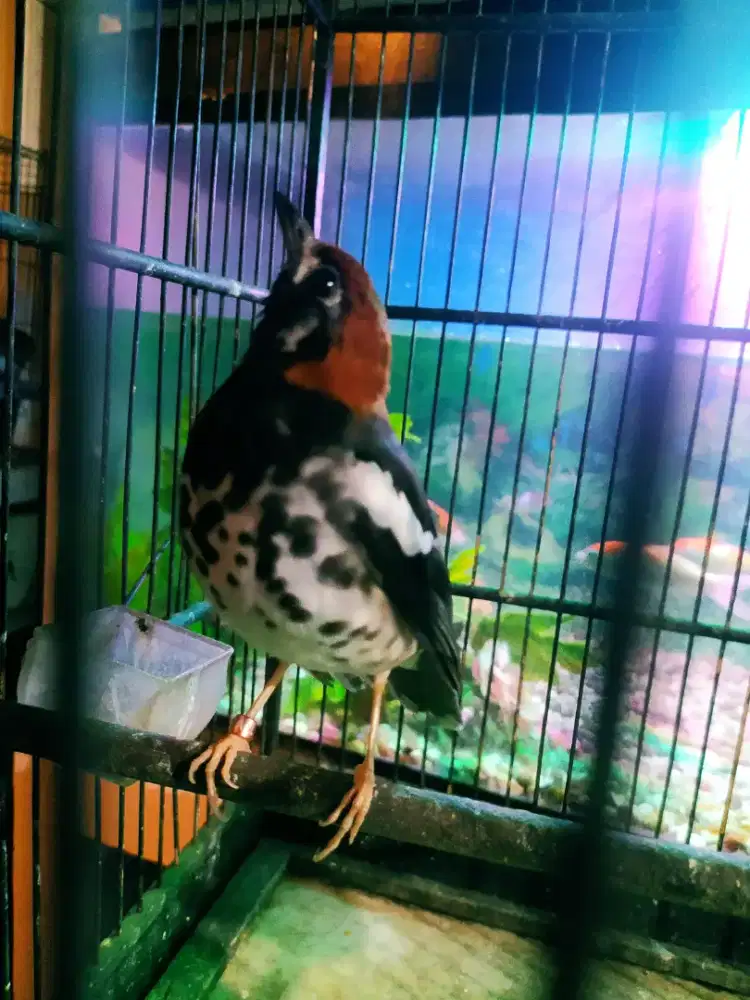 anis kembang bunyi semau nya