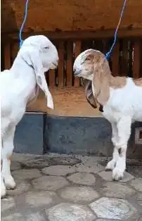 sepasang anakan bibit kambing etawa super 4 bln 1 jantan 1 betina puas