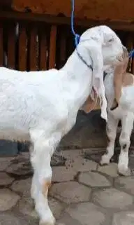 sepasang anakan bibit kambing etawa super 4 bln 1 jantan 1 betina puas