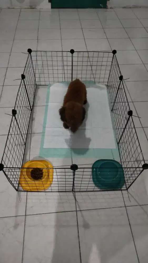 Toy Poodle Red betina