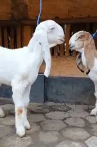 sepasang anakan kambing etawa 4 bln 1 jantan 1 betina superan rawatan