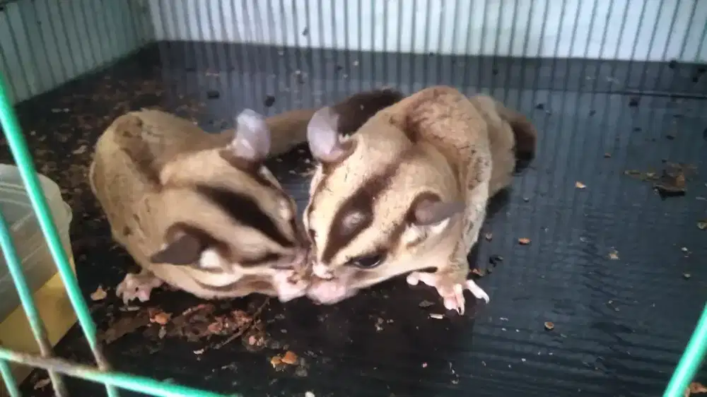 Sugar glider clasic grey