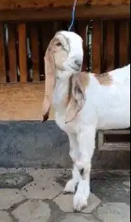 sepasang bibit kambing etawa super 4 bln 1 jantan 1 betina rawatan top