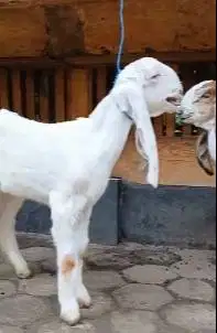 sepasang bibit kambing etawa super 4 bln 1 jantan 1 betina rawatan top
