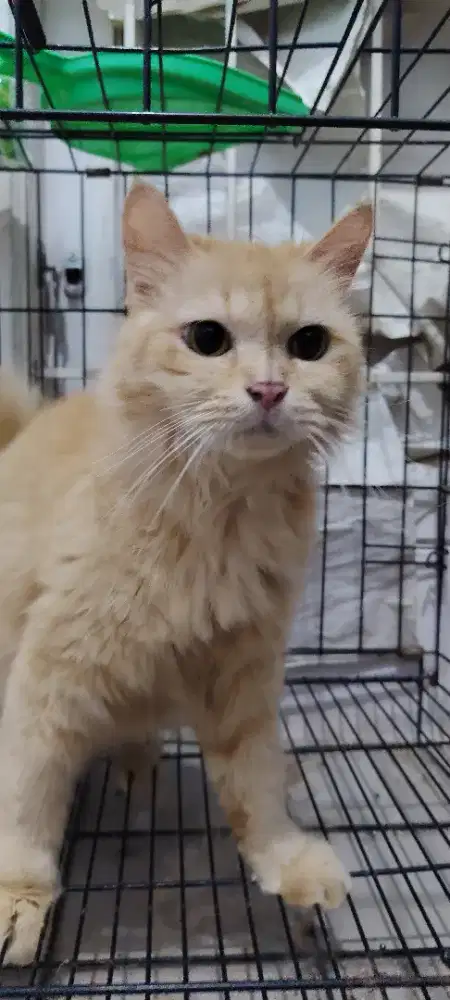 Kucing Ras bulu kapas