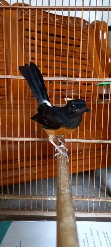 Murai batu betina kelabu fighter