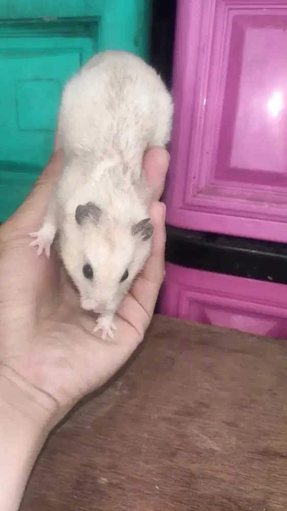 Hamster Syrian Varian