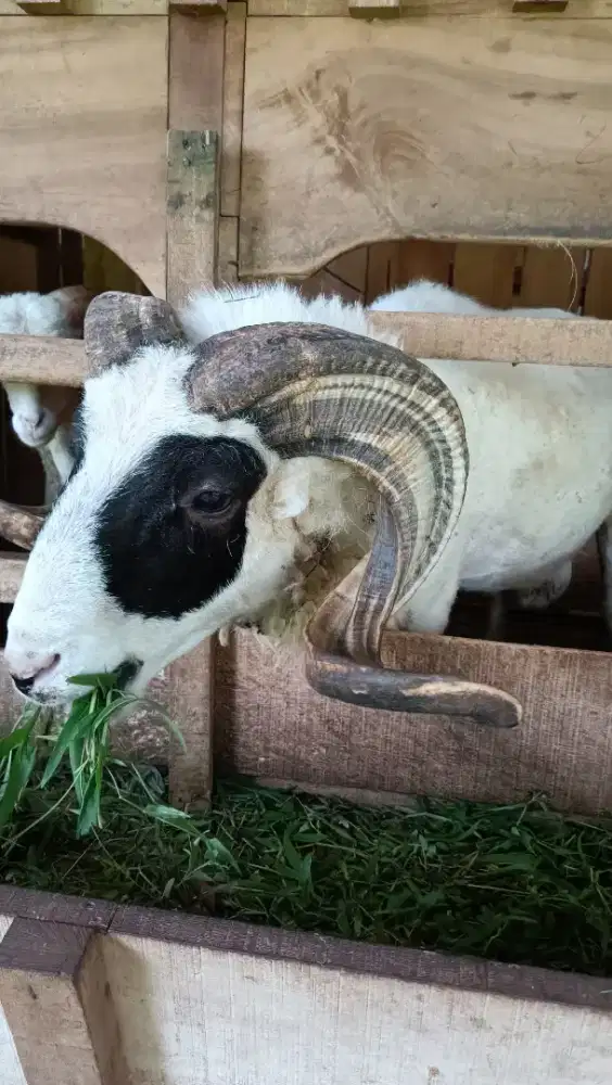 Dijual Domba Garut borongan