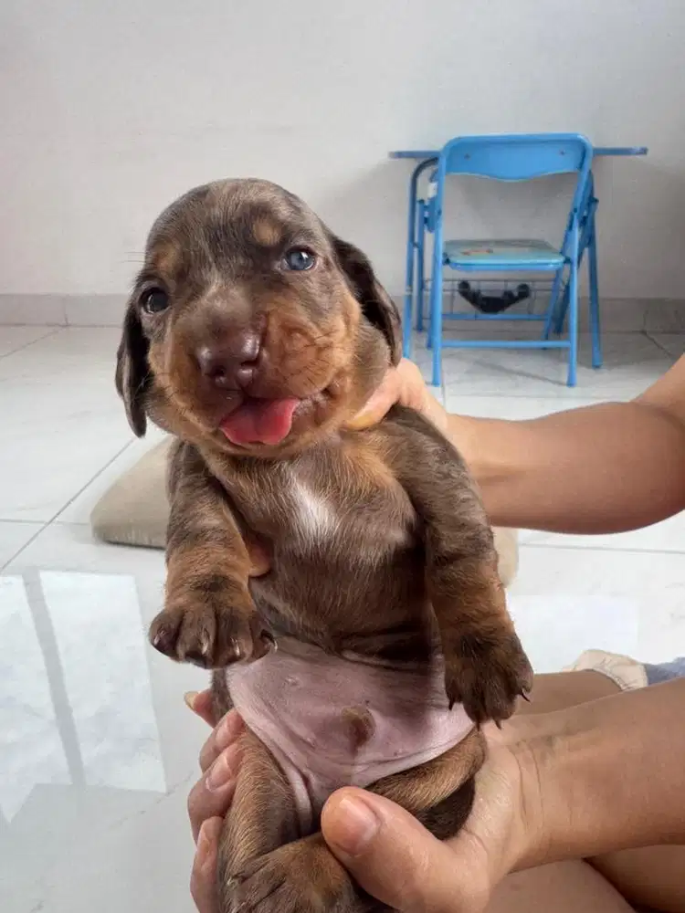 Open Adopt Pure Tekel