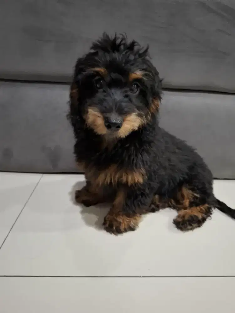 Puppies tekel long hair usia 5 bulan betina