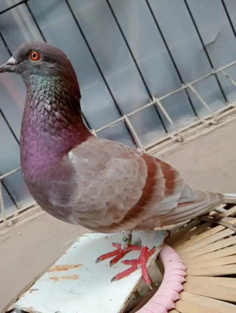 merpati klabuuu