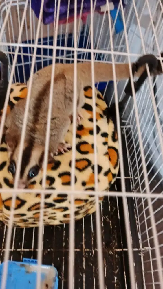 Sugar Glider Classic